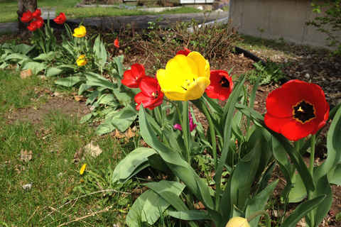 Tulips blooming April '12
