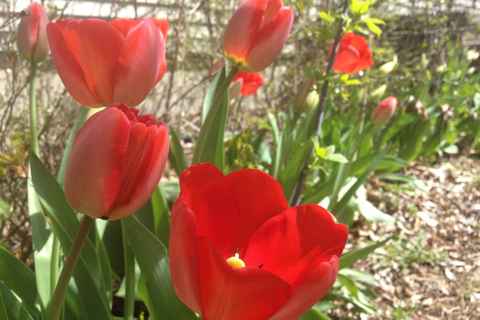 Tulips April '13