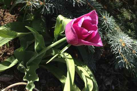 Tulips near spruce tree May '13