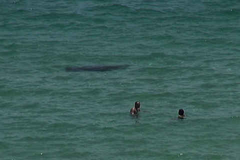 8-foot "shadow"  swimming down Fort Lauderdale beach