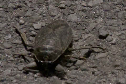 Bug in Saratoga Springs