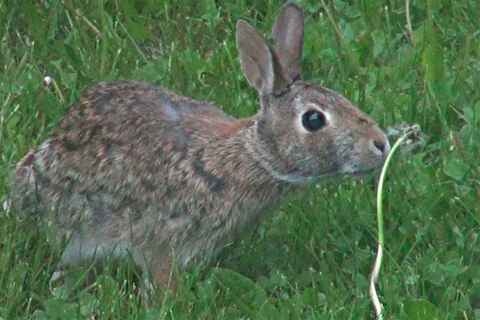 Rabbit in the yard