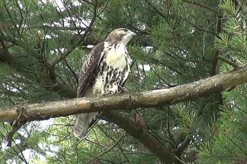 Hawk at Saratoga State Park